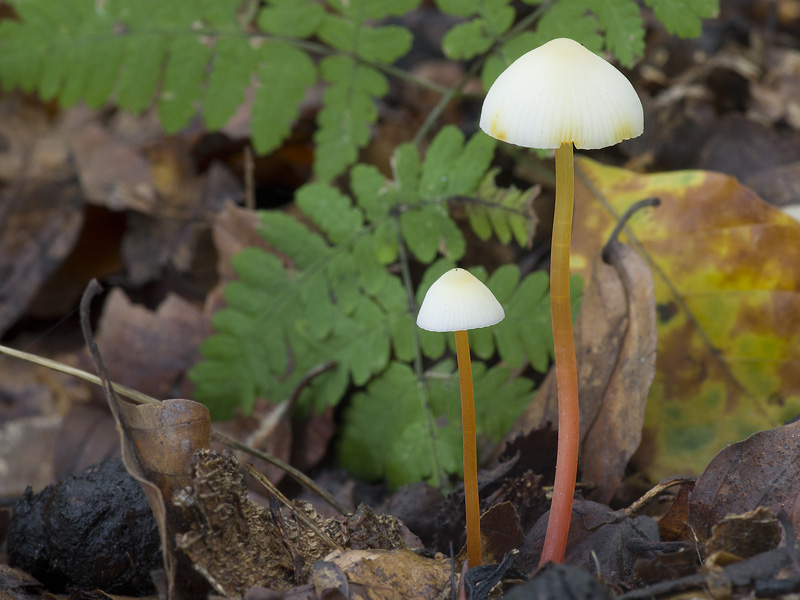 Mycena crocata